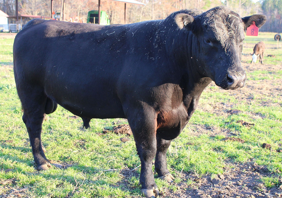 OUR YOUNGER ANGUS BULL