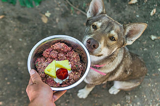 perro-comiendo-dieta-BARF.jpg