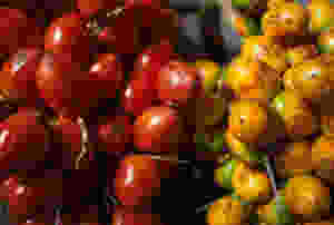 A little-know Central American Super Fruit: Pejibaye