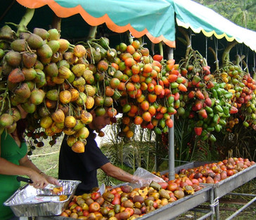 buy pejibaye in Costa Rica