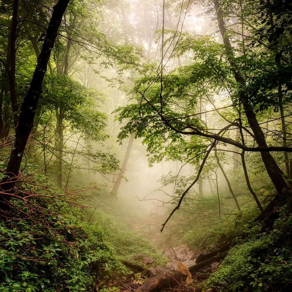 Mindful Healing Journey