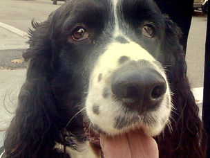 Aww, remembering Dog a Day