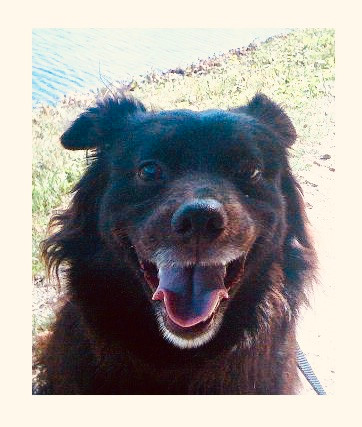 Dog a Day #1