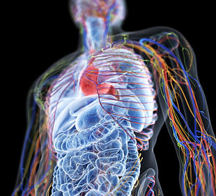 Anatomic assessment