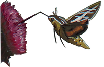 humingbird moth illustration art insect