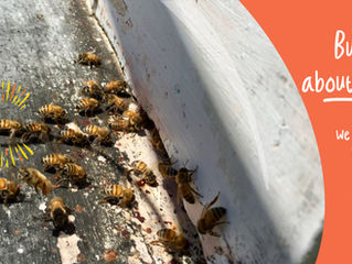 Buzzing about nature! We harvested honey!