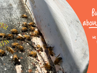 Buzzing about nature! We harvested honey!