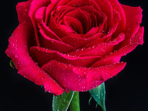 7 Utterly Stunning Prettiest Roses You'll Ever See