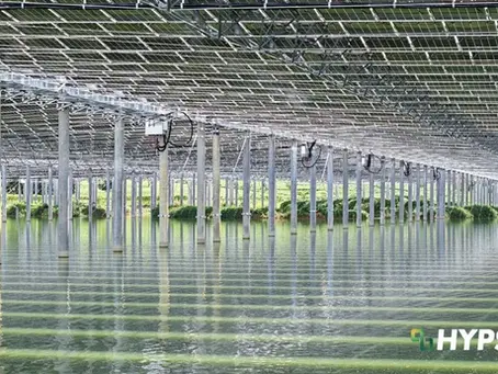 Hypset Solar delivered Qingyuan 11.8 MW fishery-solar PV project