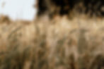 Hochzeitsfotos Wahner Heide