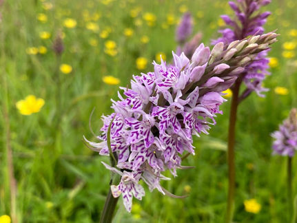 Marsh Orchid