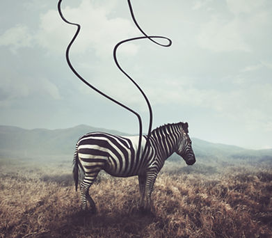 shutterstock_729088339.jpg