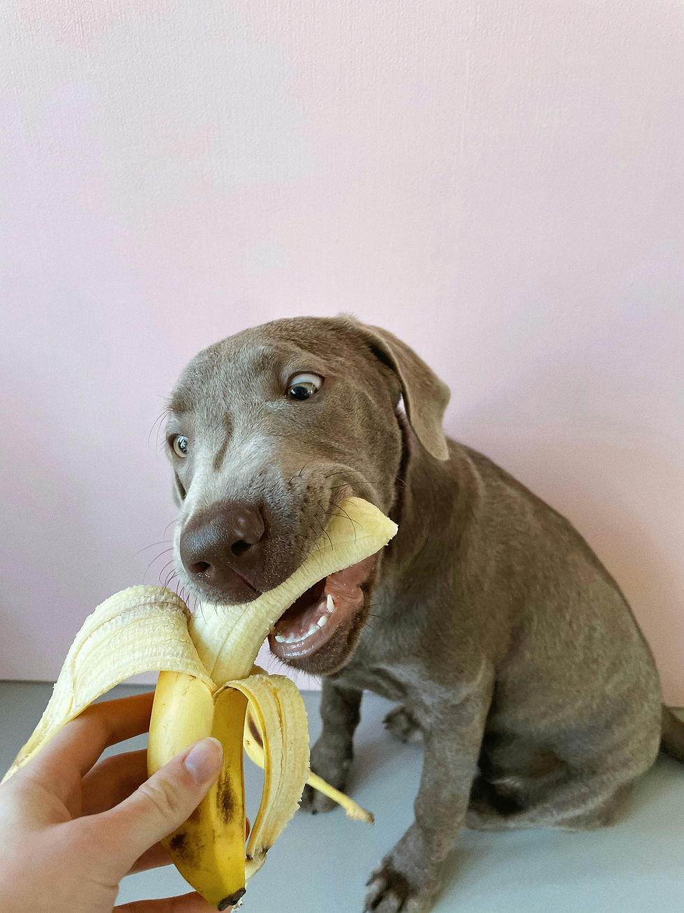 Les fruits que peuvent manger les chiens et ceux à éviter