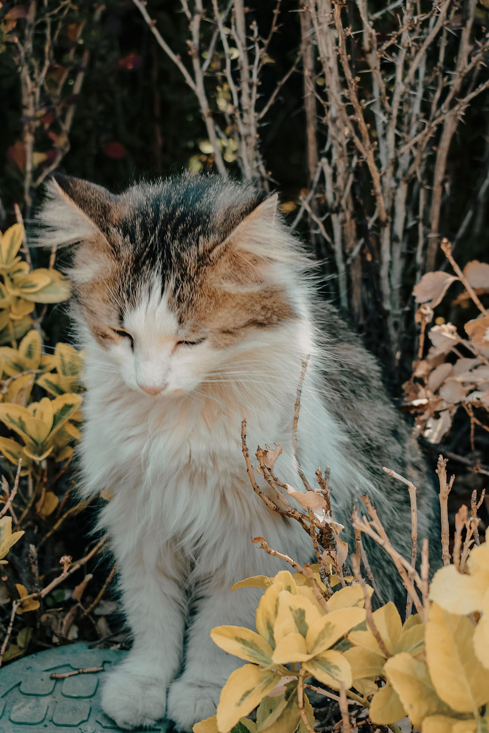 Est-ce que les chats muent en automne ?
