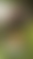 Nourriture maison pour chien : que donner quand il n’y a plus de croquettes ?