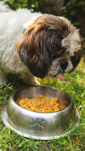 Nourriture maison pour chien : que donner quand il n’y a plus de croquettes ?