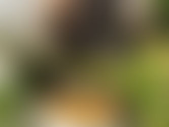 Nourriture maison pour chien : que donner quand il n’y a plus de croquettes ?