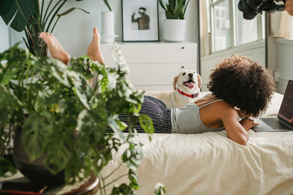 Plantes toxiques pour les chiens et les chats : comment protéger nos animaux ? Mettre les plantes hors de portée !