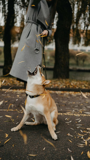 Où promener son chien tout au long de l'année ? Des idées de balades pour chaque saison
