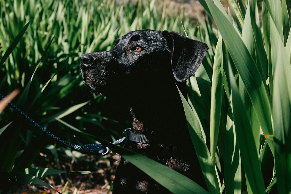 Plantes toxiques pour les chiens !