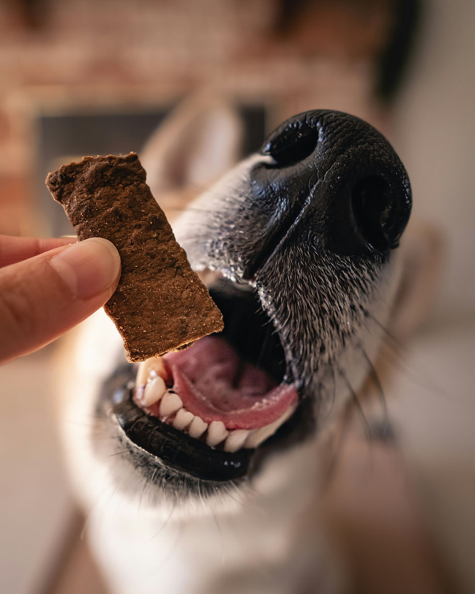 Friandises maison pour chien : lamelles de poulet