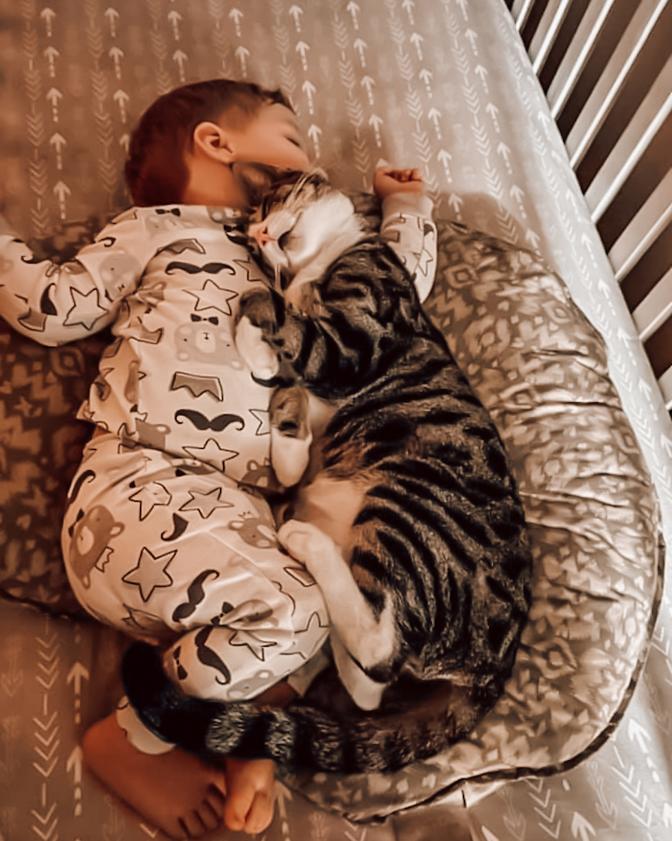 Un chat dans le lit d'un bébé : comment préparer son chat à l'arrivée d'un bébé ?