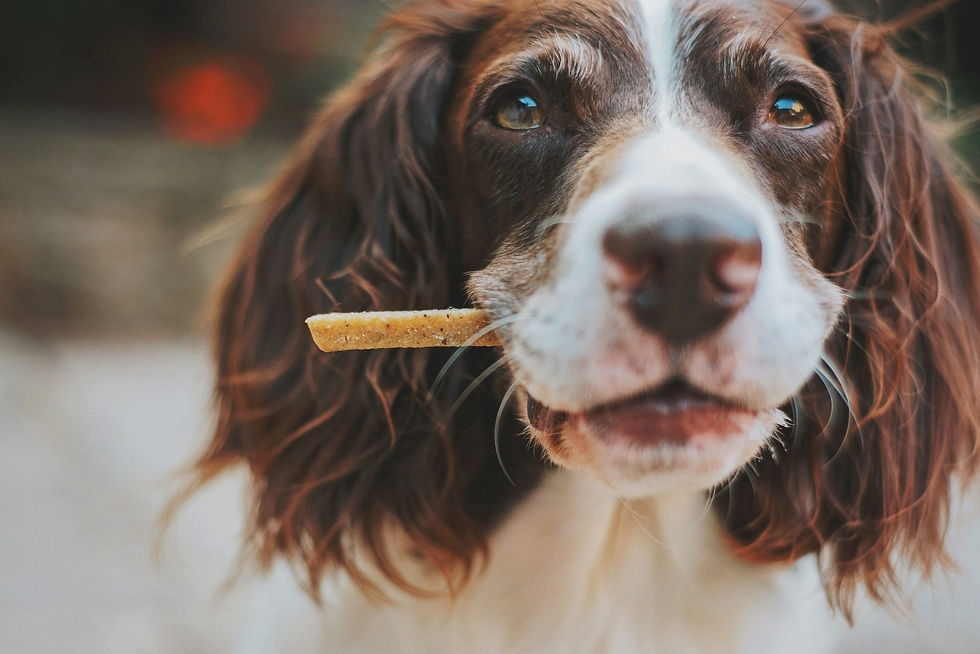 Friandises maison pour chien : recettes bâtonnets