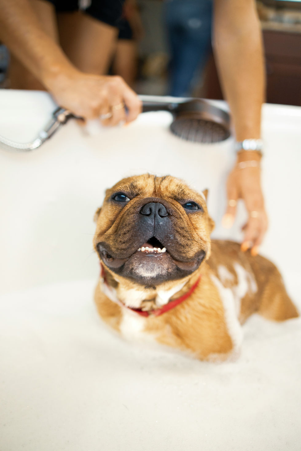 Comment laver son chien à la maison ? Shampoing - brosse - serviette