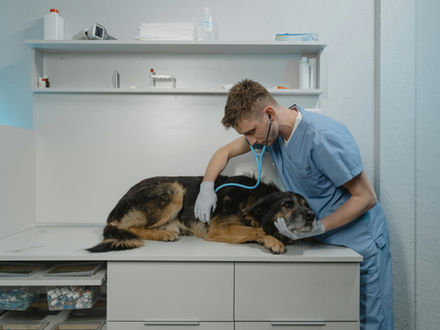 Pourquoi mon chien n'arrive plus à se lever ? Comprendre les causes