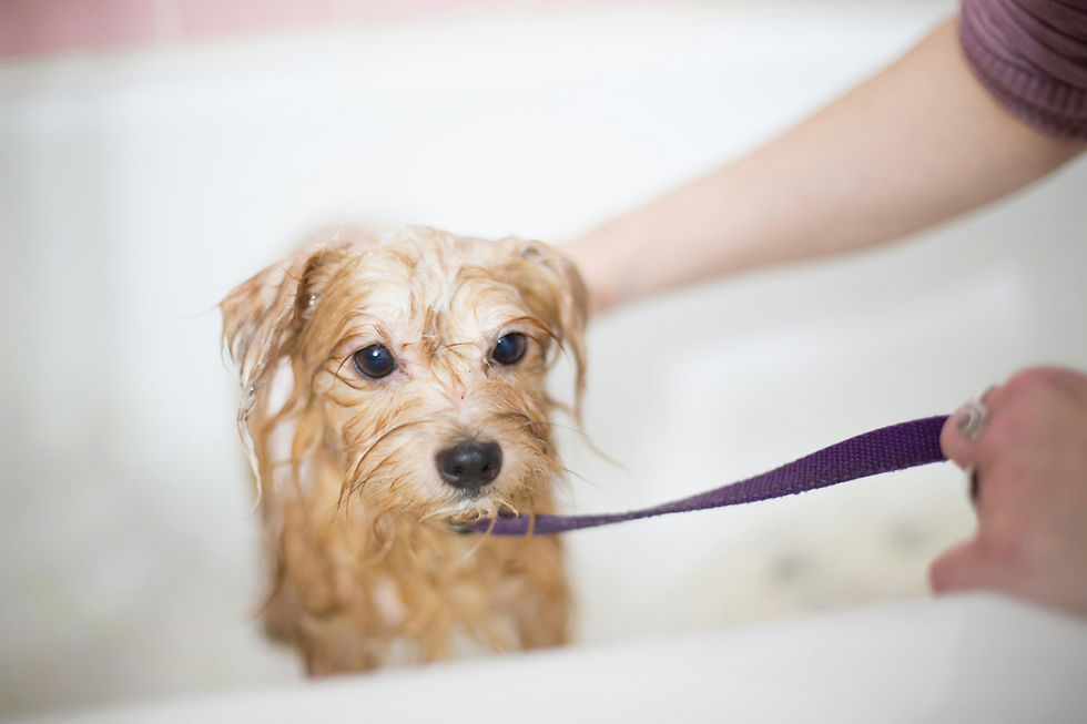 Comment laver son chien à la maison ? 4 conseils pratiques pour un toilettage réussi