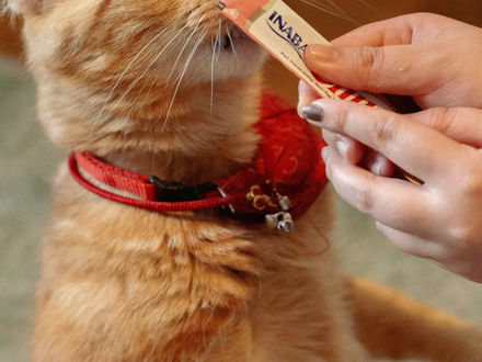 Quand faut-il vermifuger son animal ? Fréquence et conseils essentiels