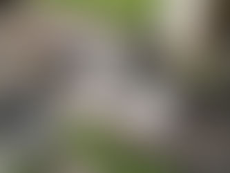 La cohabitation entre un chien et un chat : comment faire en sorte que cela se passe bien ?