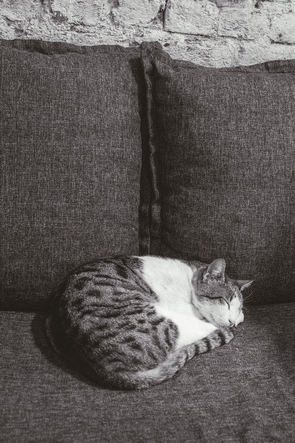 Chat dort beaucoup sur un canapé