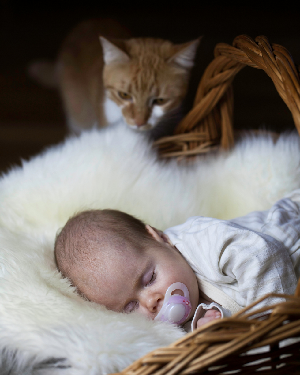Préparer son chat à l’arrivée d’un bébé : surveillance recommandée !