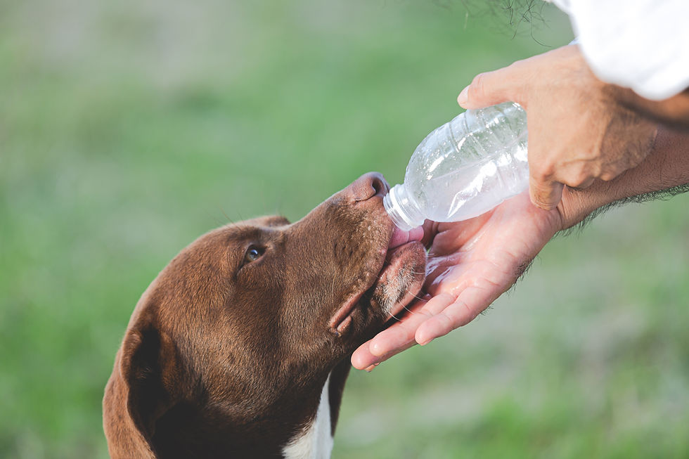 Un chien qui boit avec avoir couru