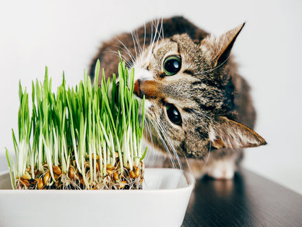 Tout savoir sur les bienfaits de l’herbe à chat