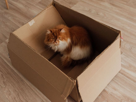 4 étapes pour déménager avec son chat sereinement