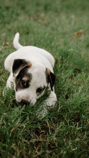 Mon chien mange de l'herbe, est-ce normal ?