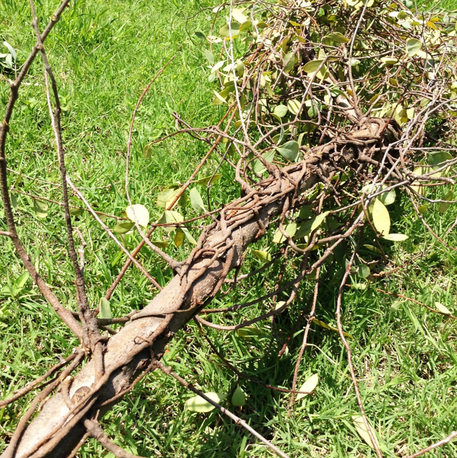 muérdago Struthanthus quercicola