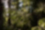 Suomi-Cabins-Wedding-28.jpg