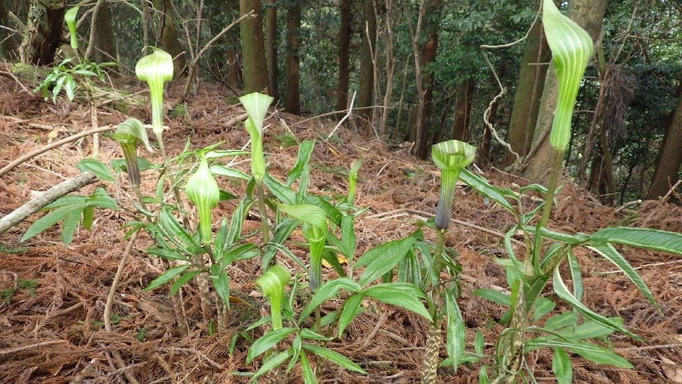 狩音(かろうと)山頂