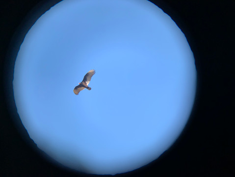 A Turkey Vulture unsteadily soaring over my backyard