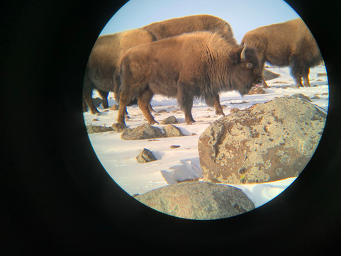 A small group of huge bison roaming around Yellowstone National Park