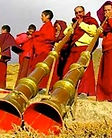 horns