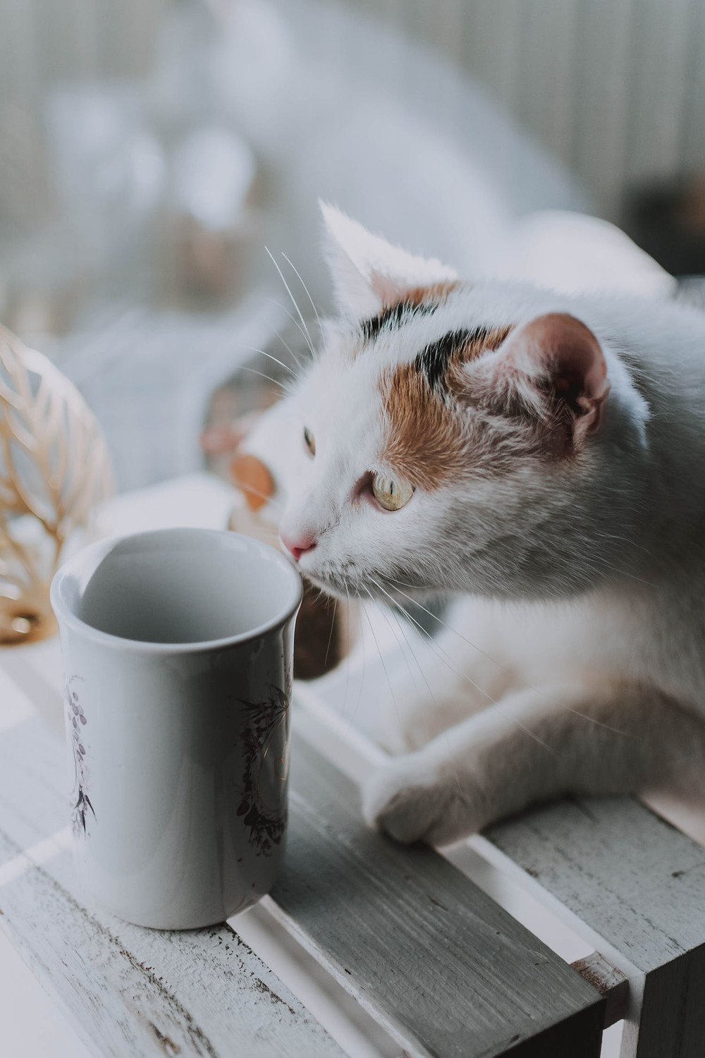 Cat with nose pressed to coffee mug