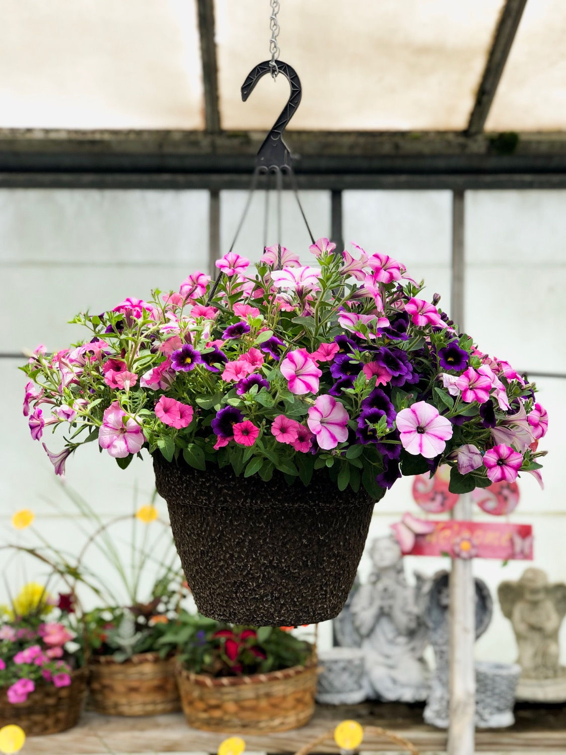 Hanging Annual Plant Basket