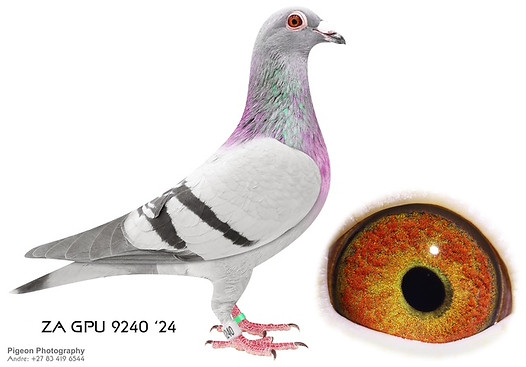 ZA GPU 9240 24(1).jpg