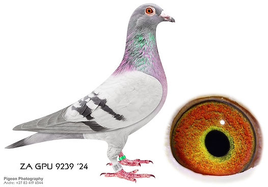 ZA GPU 9239 24(1).jpg