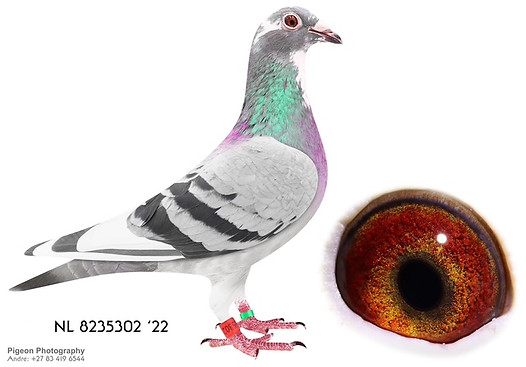 NL 8235302 22 (1)(1).jpg