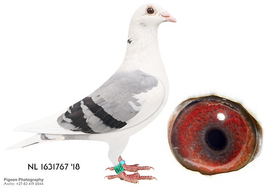 NL 1631767 '18.jpg
